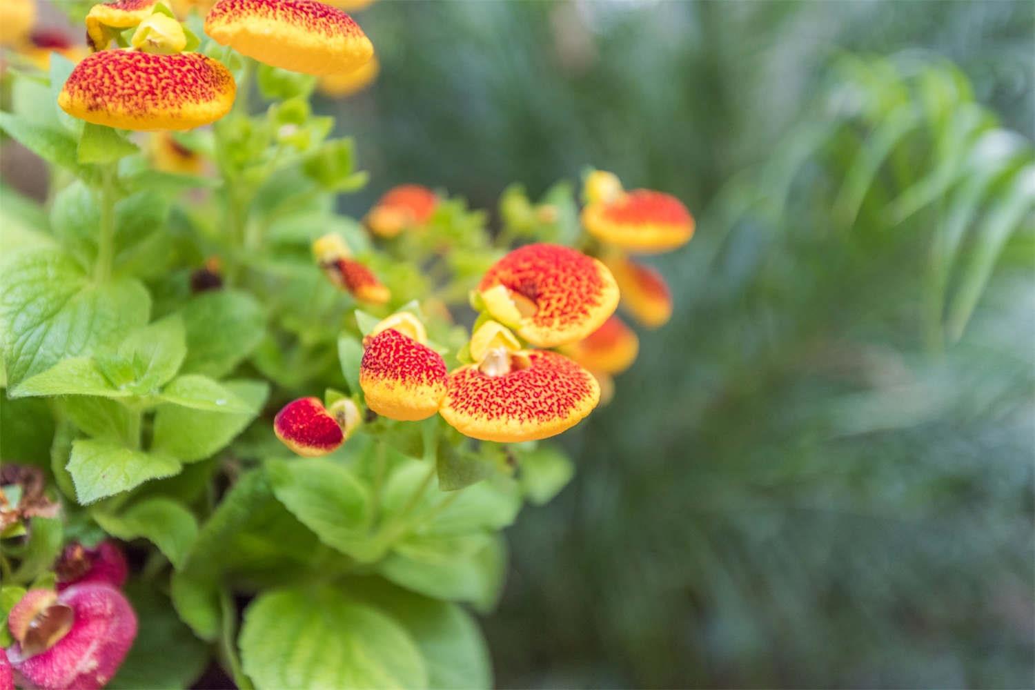 Calceolus flower