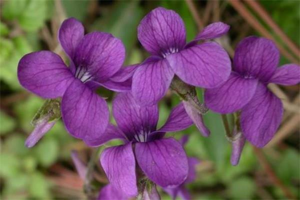 Inventory of flowers and plants used for flower bed decoration on New Year's Day