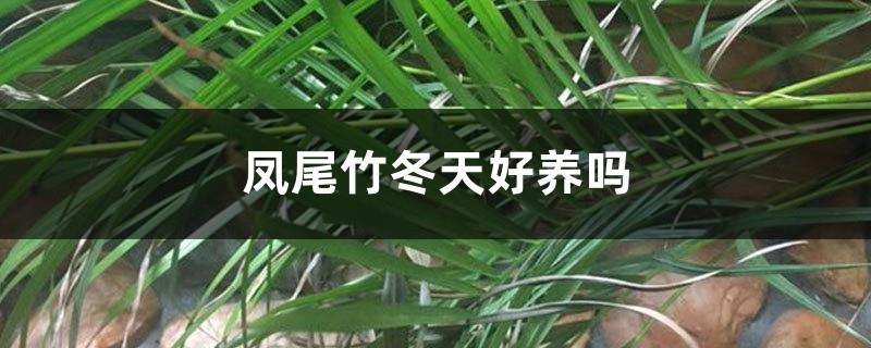 Is the Phoenix tail bamboo easy to grow in winter?