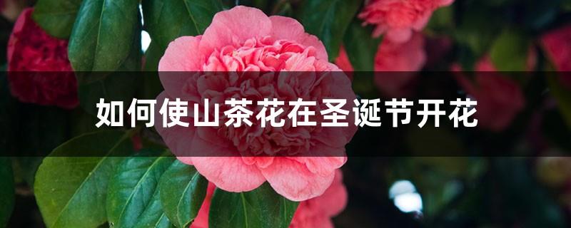 How to make camellias bloom at Christmas