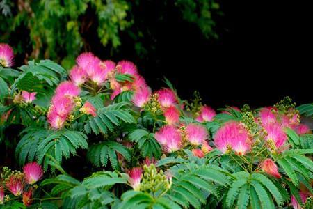 Albizia Julibrissin