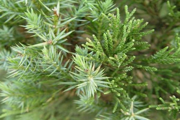 Cultivation methods and precautions of juniper