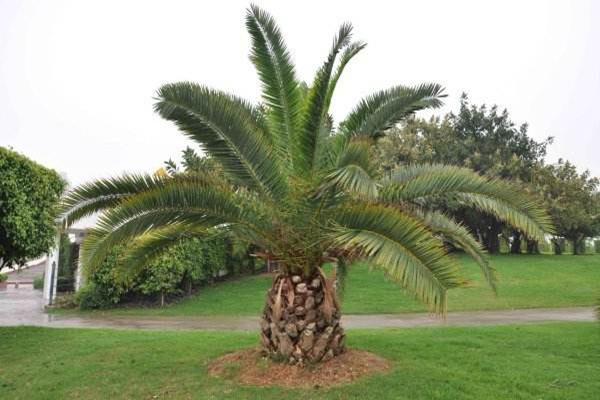 Cultivation methods and precautions of date palm trees