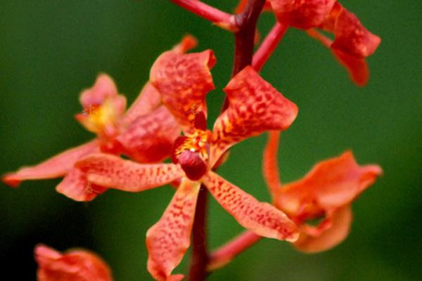 How to raise flame orchid