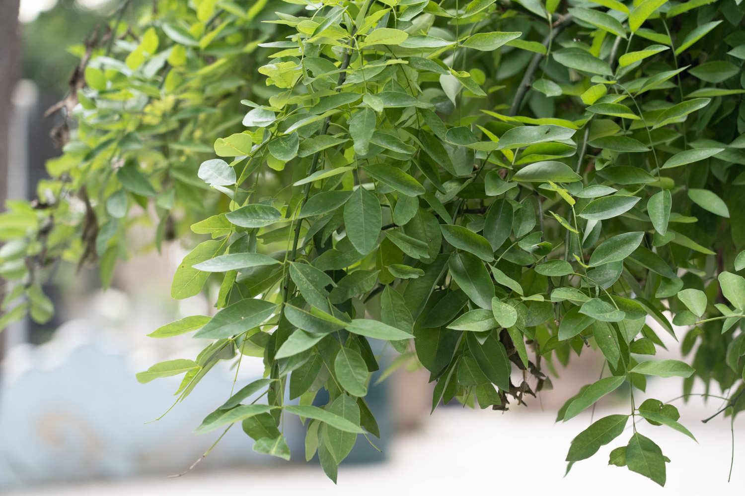 Sophora japonica