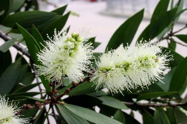 Cultivation methods and precautions of Melaleuca bark