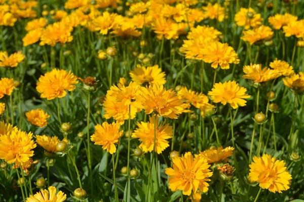 Coreopsis Breeding Methods and Precautions