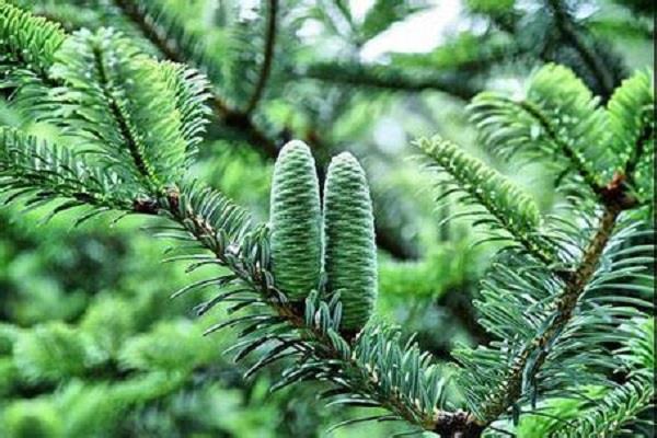 Cultivation methods and precautions of smelly fir