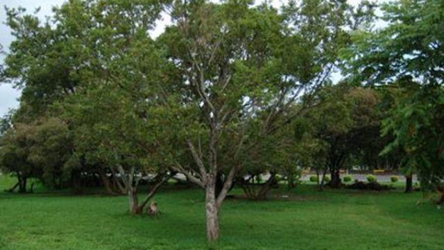 Cultivation methods and precautions of hackberry tree