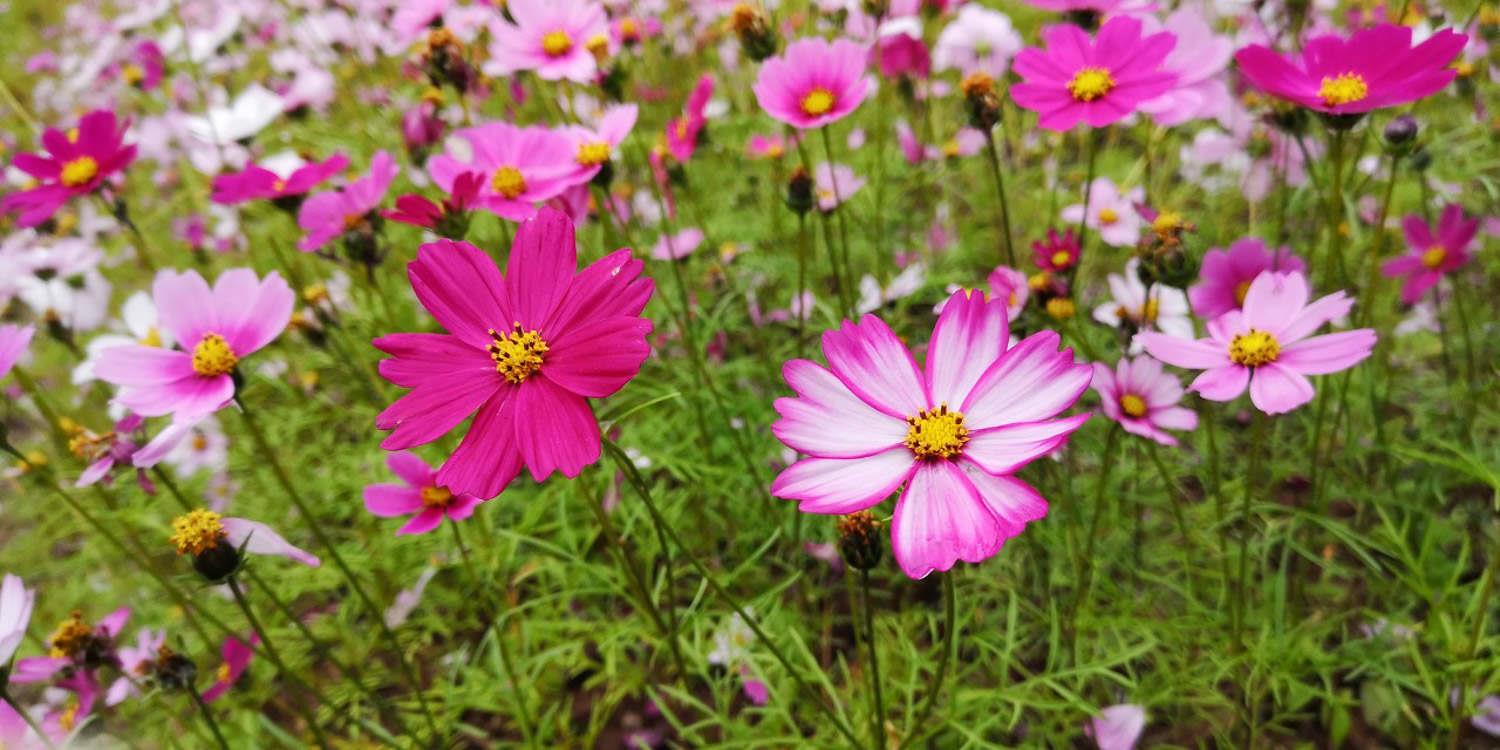 Gelsang Flower