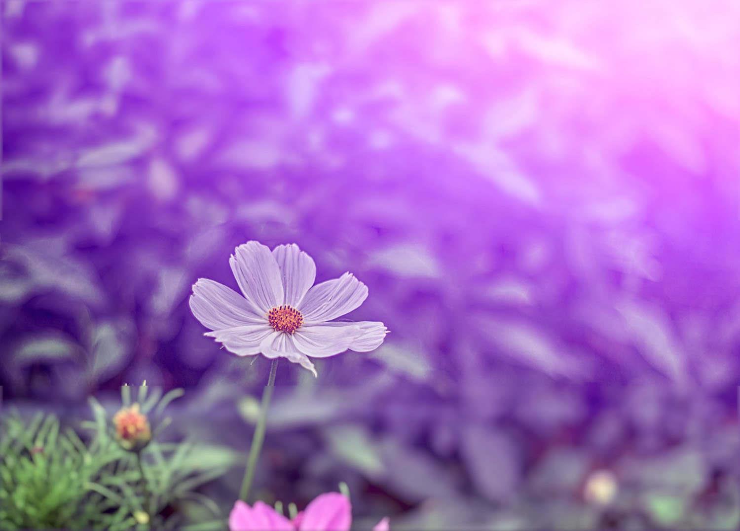 Gelsang Flower