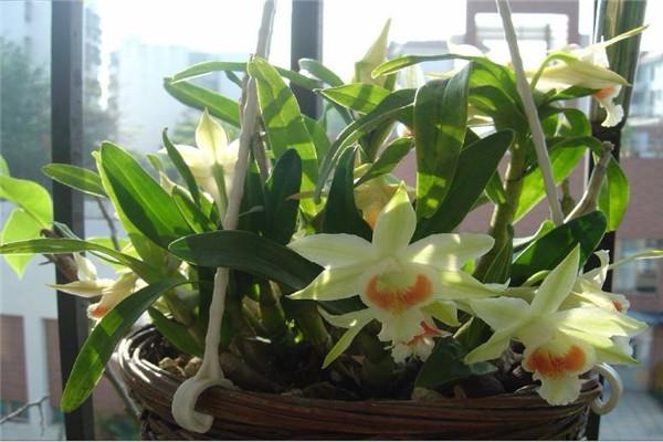 The cultivation methods and precautions of Dendrobium nigricans