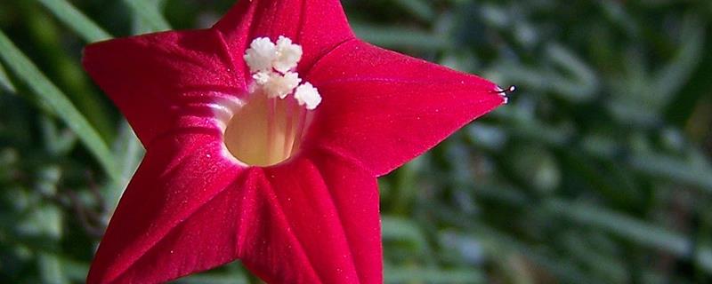 Five-star flower cultivation methods and precautions