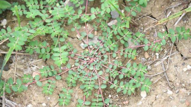 The difference between Thousand Root Grass and Dijin Grass