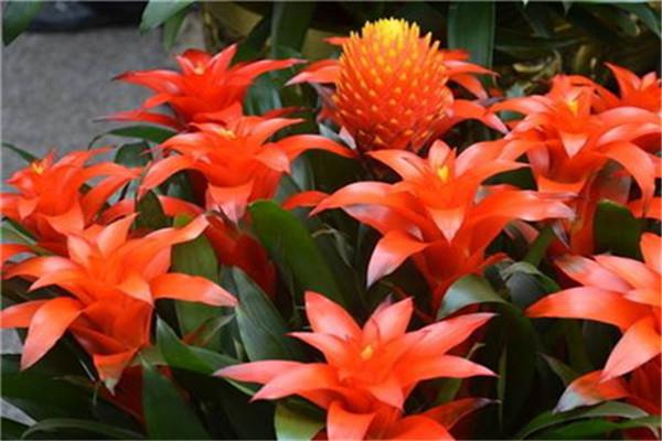 Main varieties of colorful leaf pineapple