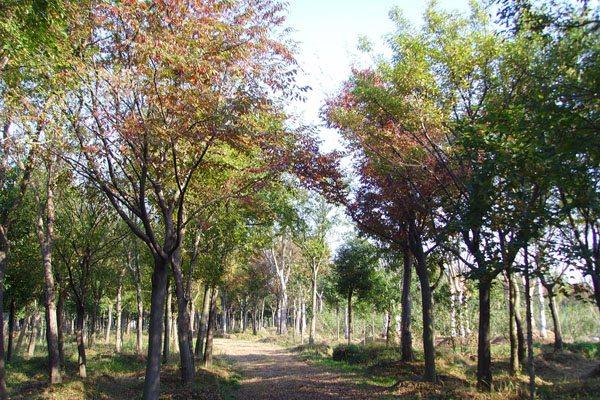 Beech tree cultivation methods and precautions