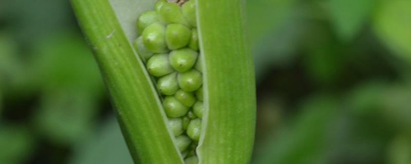 Are Pinellia ternata and Pinellia ternata the same?