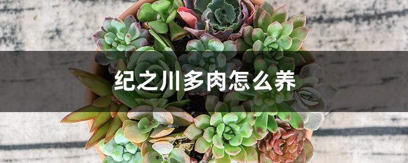 How to raise Jizhichuan Succulent