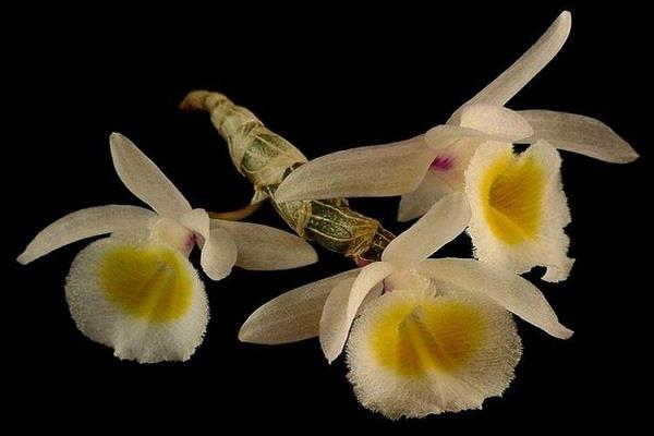 Primrose dendrobium cultivation methods and precautions