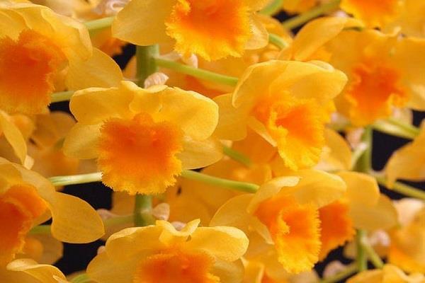 Cultivation methods and precautions of Dendrobium densely flowered