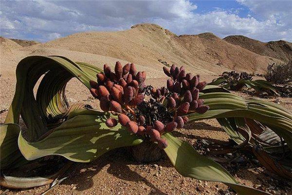 The plant culture of Welwitschia