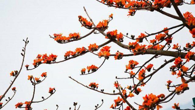 The difference between the beauty tree and the kapok tree