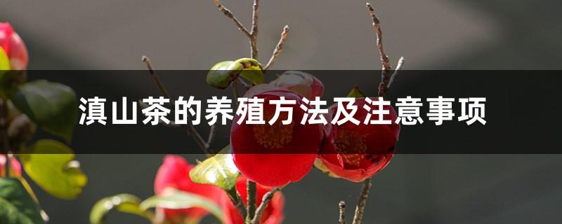 Dianshan tea cultivation methods and precautions