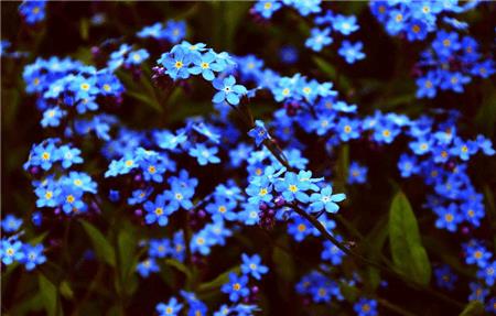 Forget-me-not