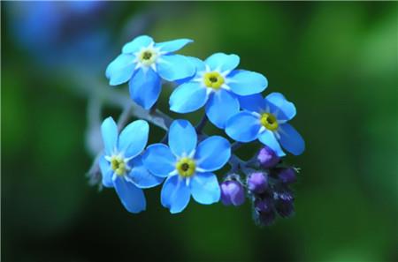 Forget-me-not blooming