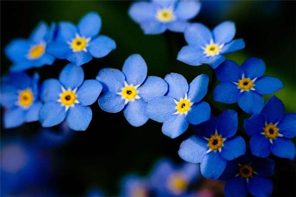 The difference between forget-me-not and lavender, four differences to quickly distinguish!