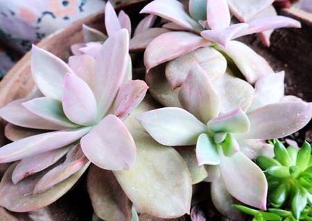 Succulent First Love