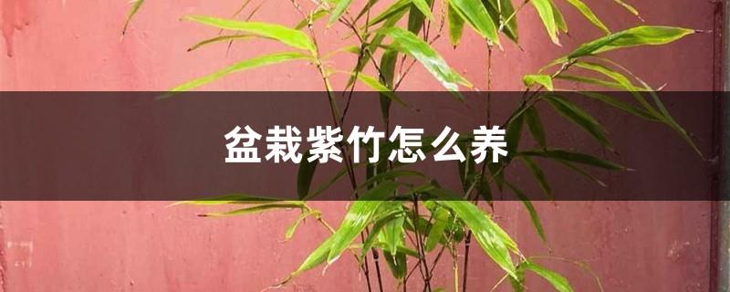 How to grow potted purple bamboo