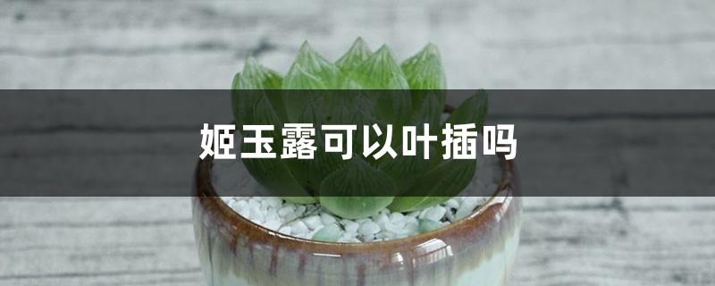 Can Ji Yulu be inserted into leaves?