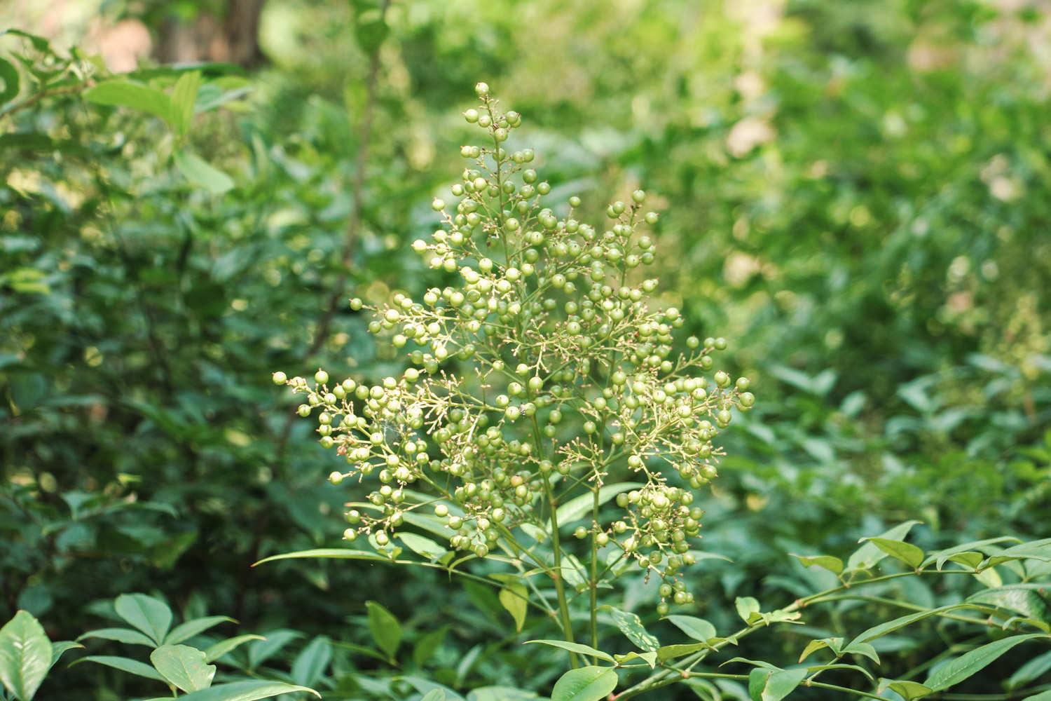 Nandina