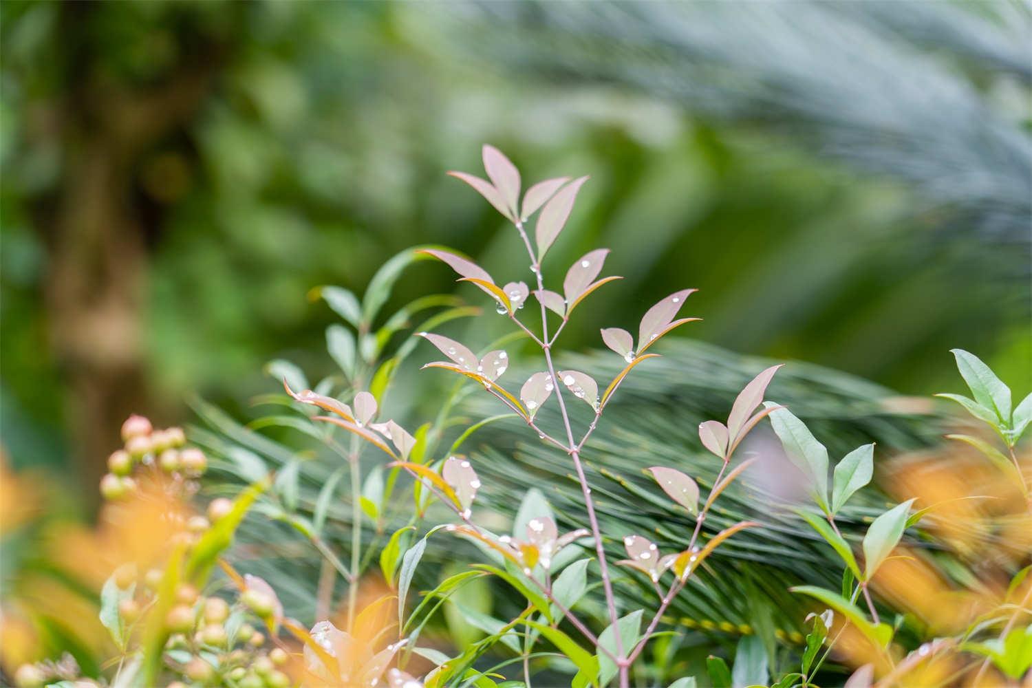 Nandina