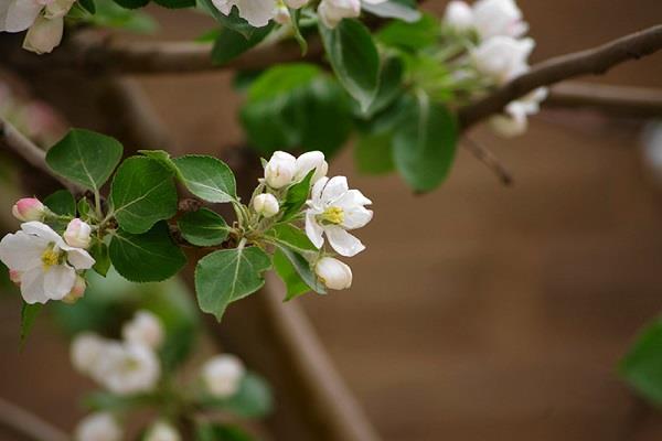 How to plant mulberry trees in the courtyard