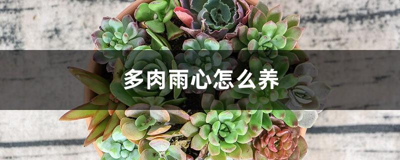 How to raise succulent rain hearts