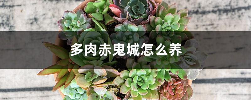 How to raise succulent red ghost city