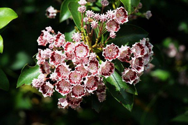 Common varieties of mountain laurel