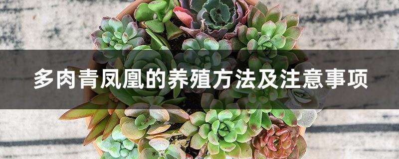 The breeding methods and precautions of succulent green phoenix