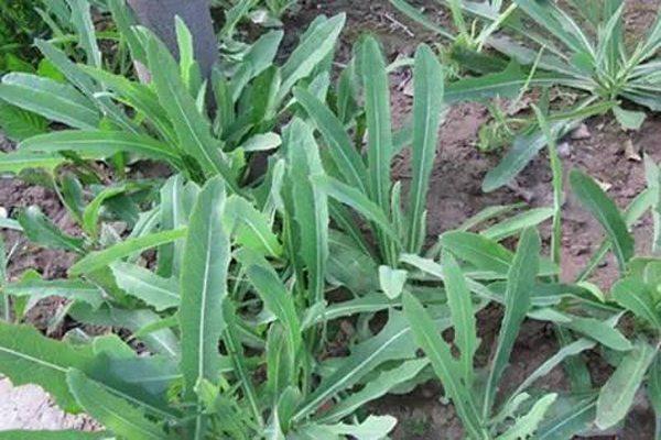 How to raise the soybean grass