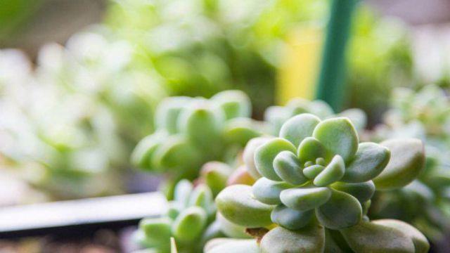 How to raise Allen's succulents