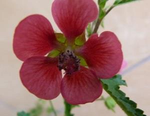 Little Hibiscus Flower