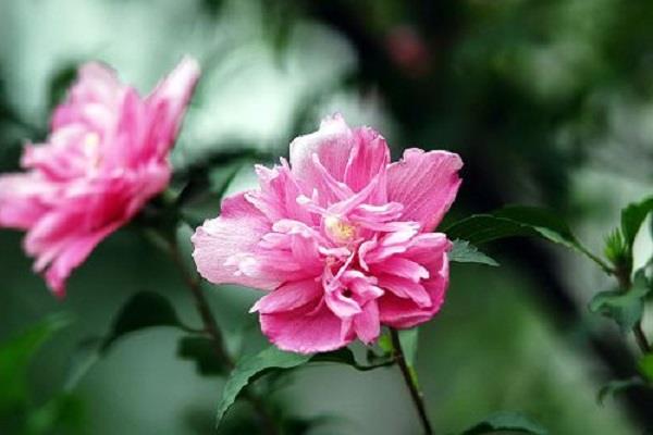 The difference between small hibiscus and hibiscus