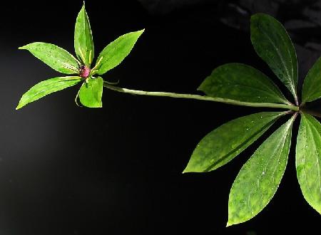 Seven-leaf Lotus