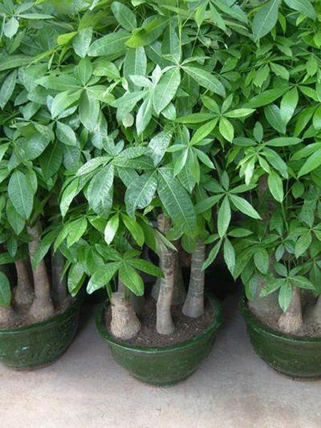 Potted Green Plants