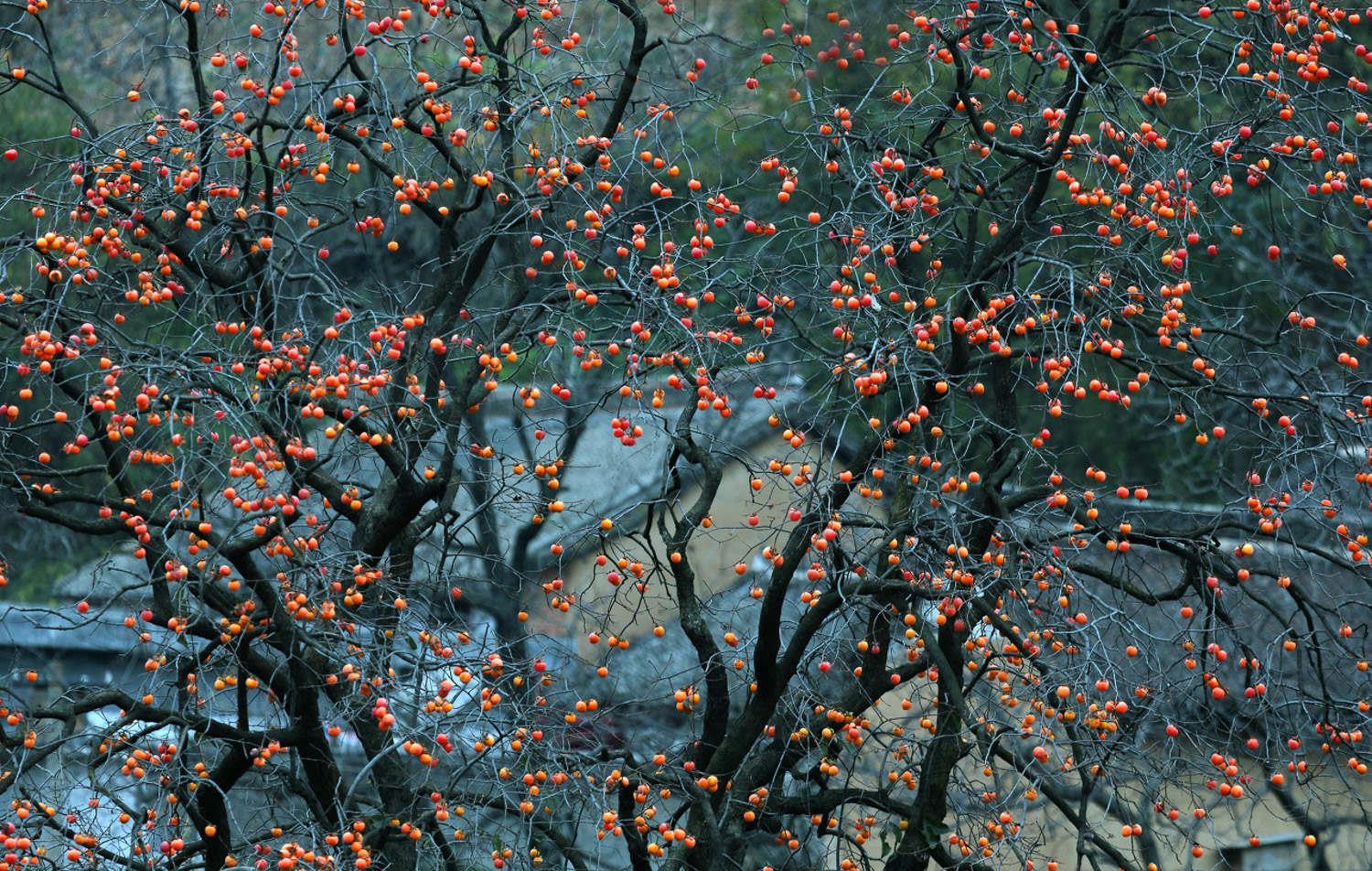 Persimmon