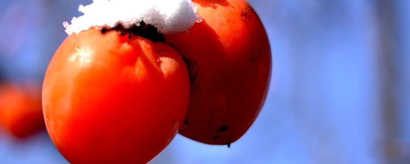 Classification of common varieties of persimmon