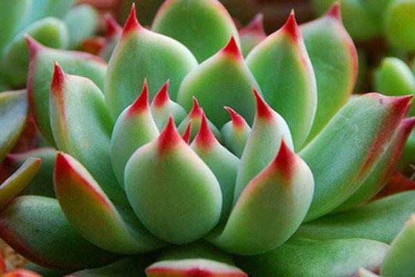 Can't tell the difference between Succulent Chihuahua and Corolla Silly? Four points to easily distinguish!