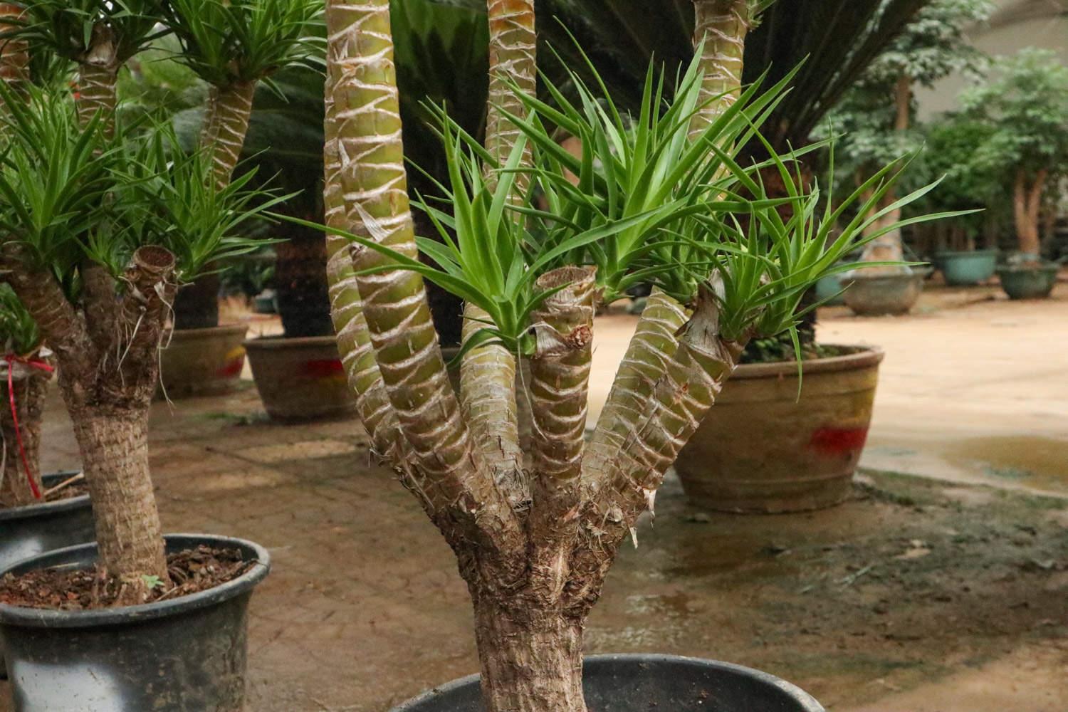 Dragon Blood Tree